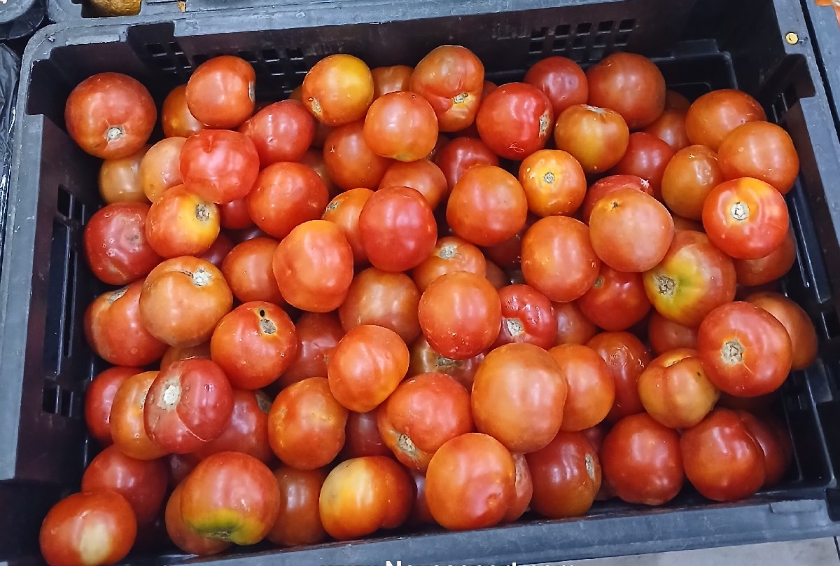Tomatoes (1kg) - fresh grocery product